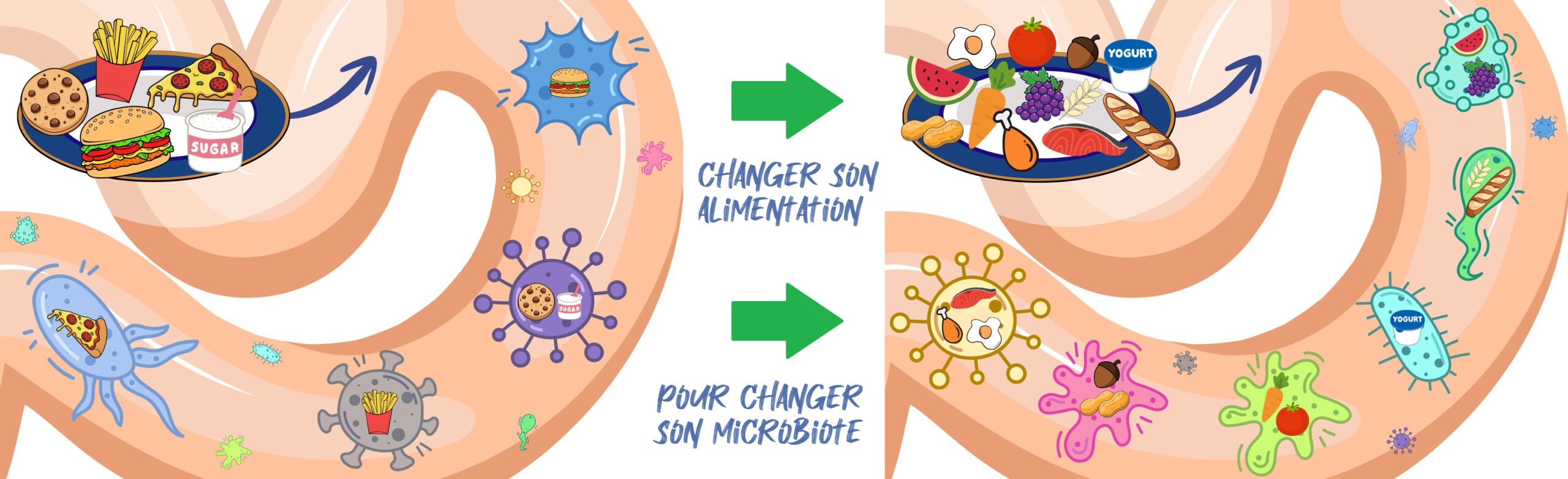 Comment notre alimentation reprogramme notre microbiote… et nos envies